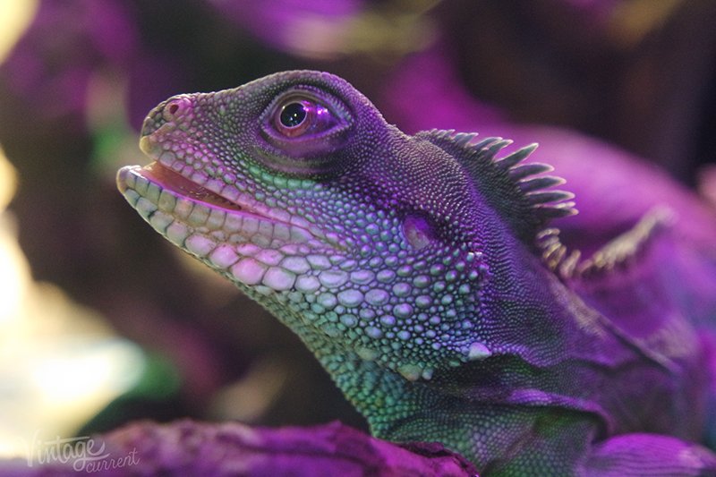 The Dubai Aquarium. Wild Things and Wonders.